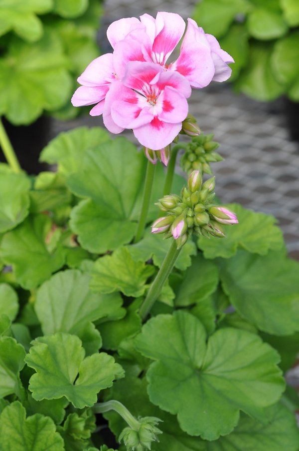 Pink Geranium