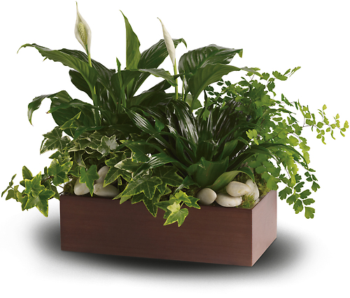 Plants