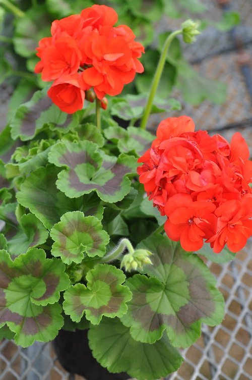 Red Geranium