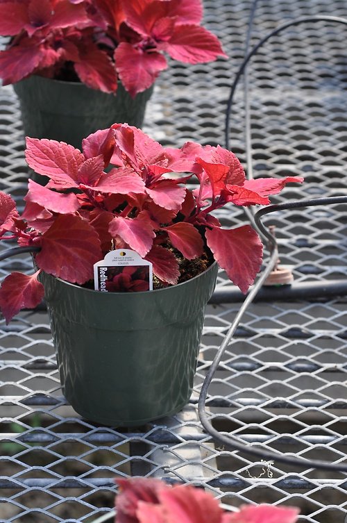 Red Coleus