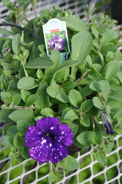 Night Sky Petunia
