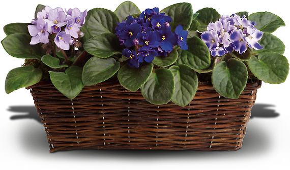 Sweet Violet Trio