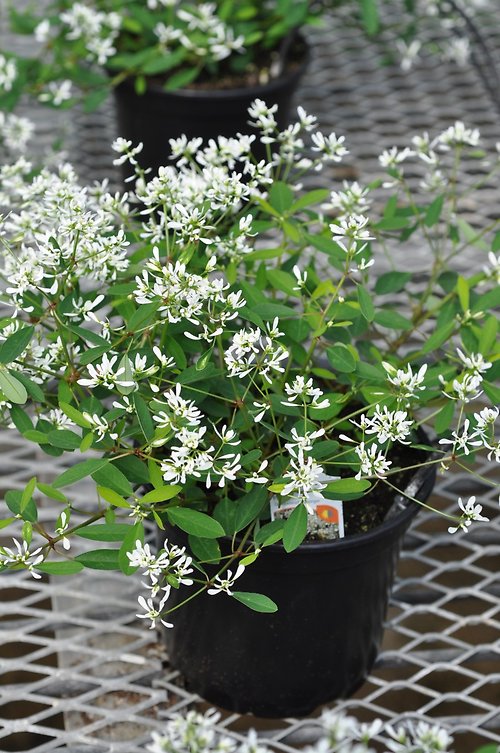 Diamond Frost Euphorbia