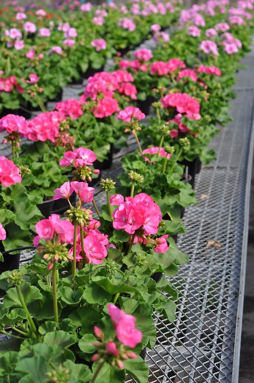 Hot Pink Geranium