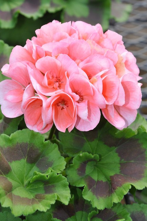 Salmon geranium